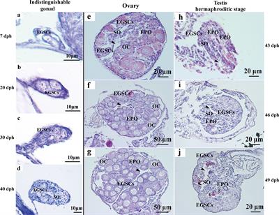 A Transient Hermaphroditic Stage in Early Male Gonadal Development in Little Yellow Croaker, Larimichthys polyactis